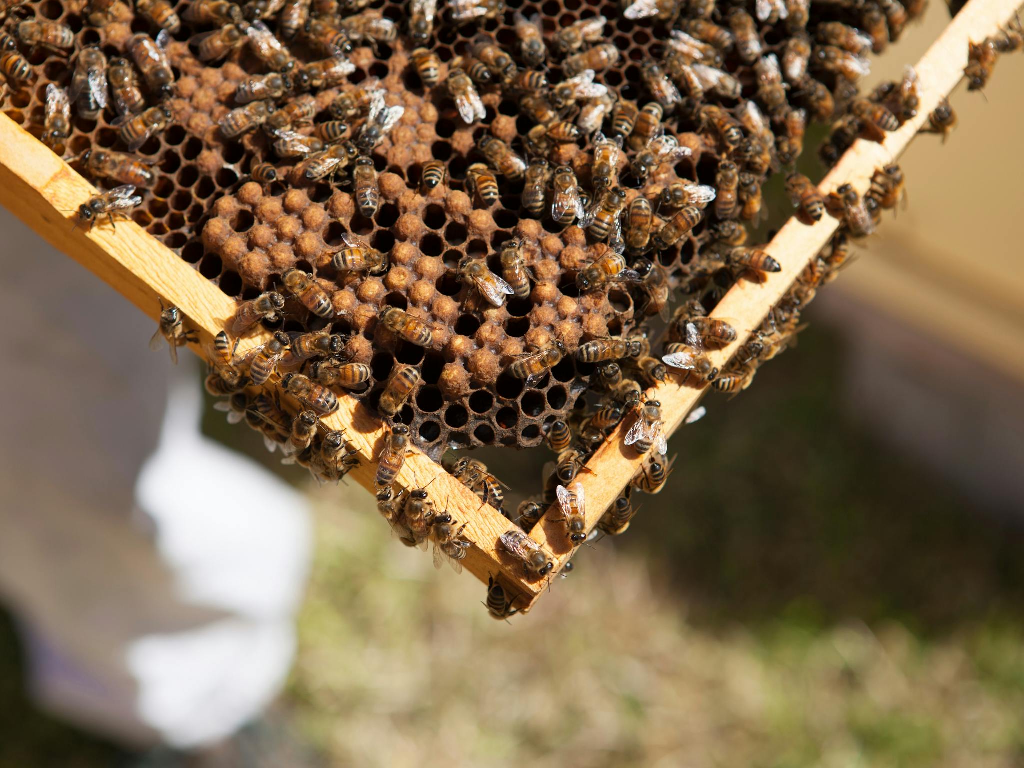 Urban Hum beekeeping tour holding a Broad Frame out of a hive.