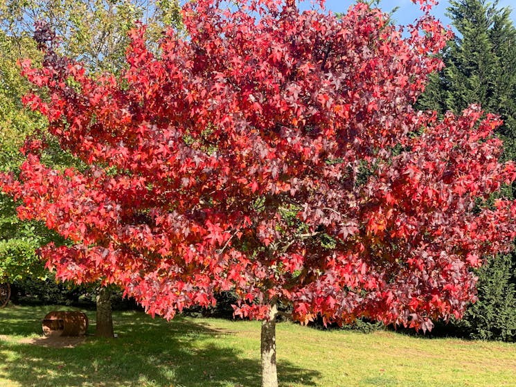 Our cool climate provides the ikdeal temperatures for stunning colour in autumn