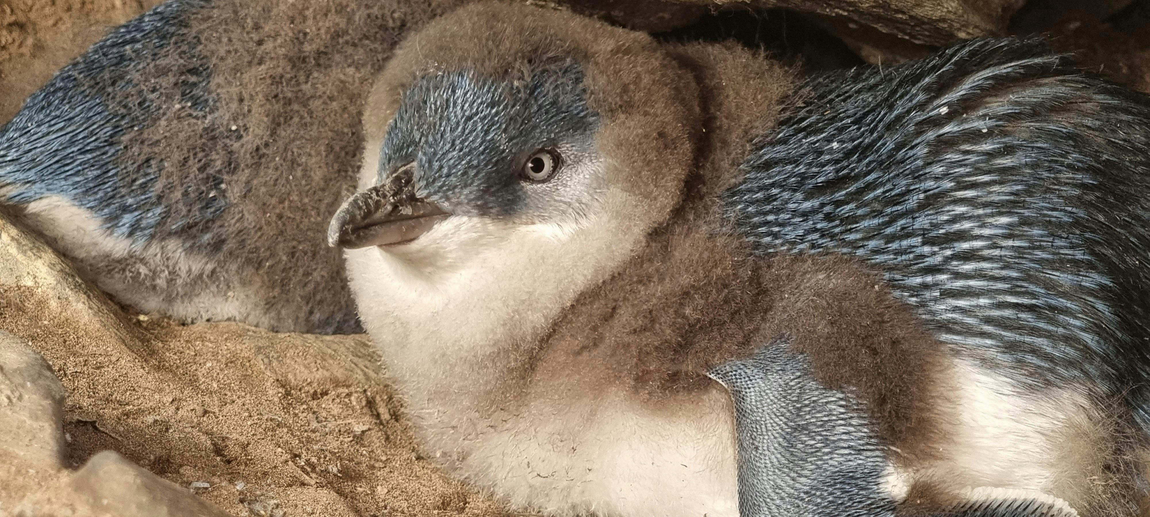 Little penguin chicks 6-7 weeks old