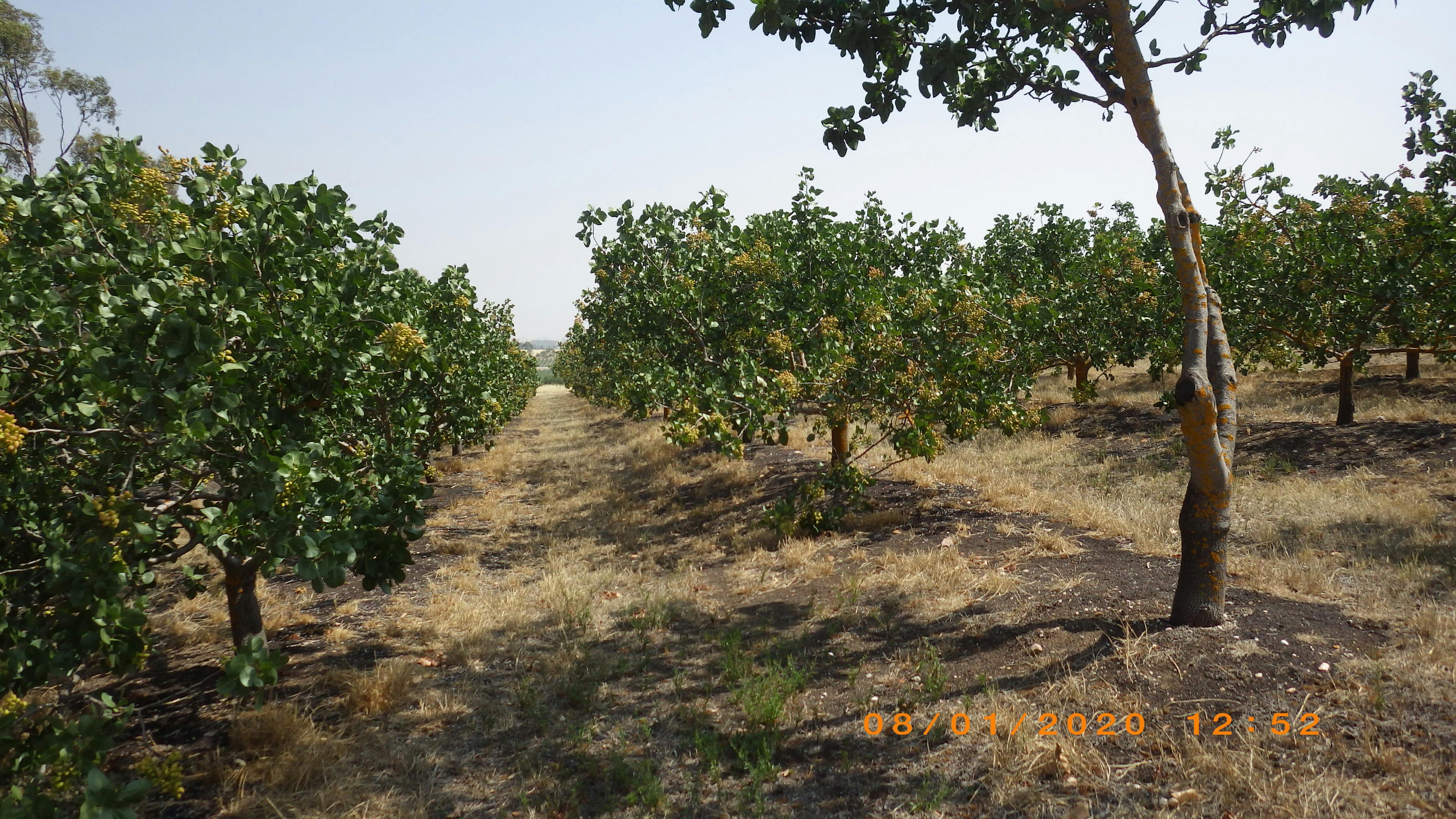 Corumbeena Orchard