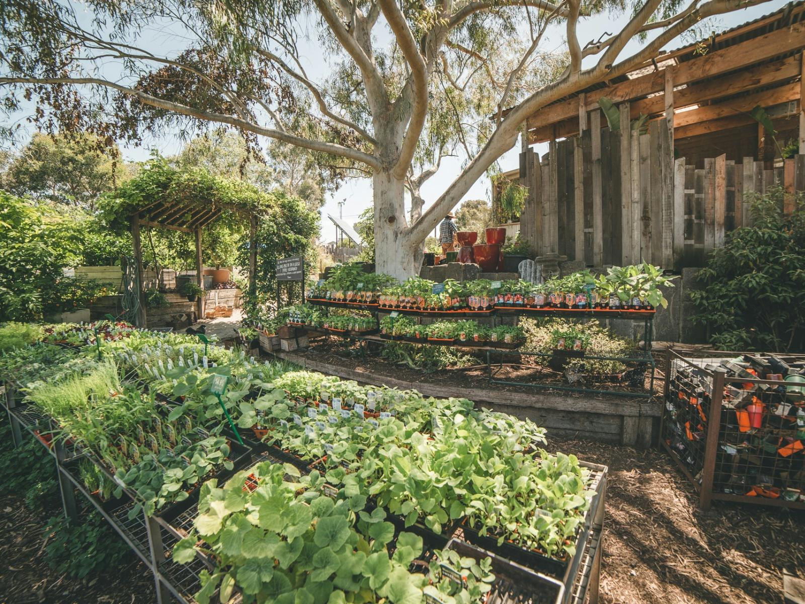 Specialising in edible and native and indigenous plants, there's a wide range to get you excited.