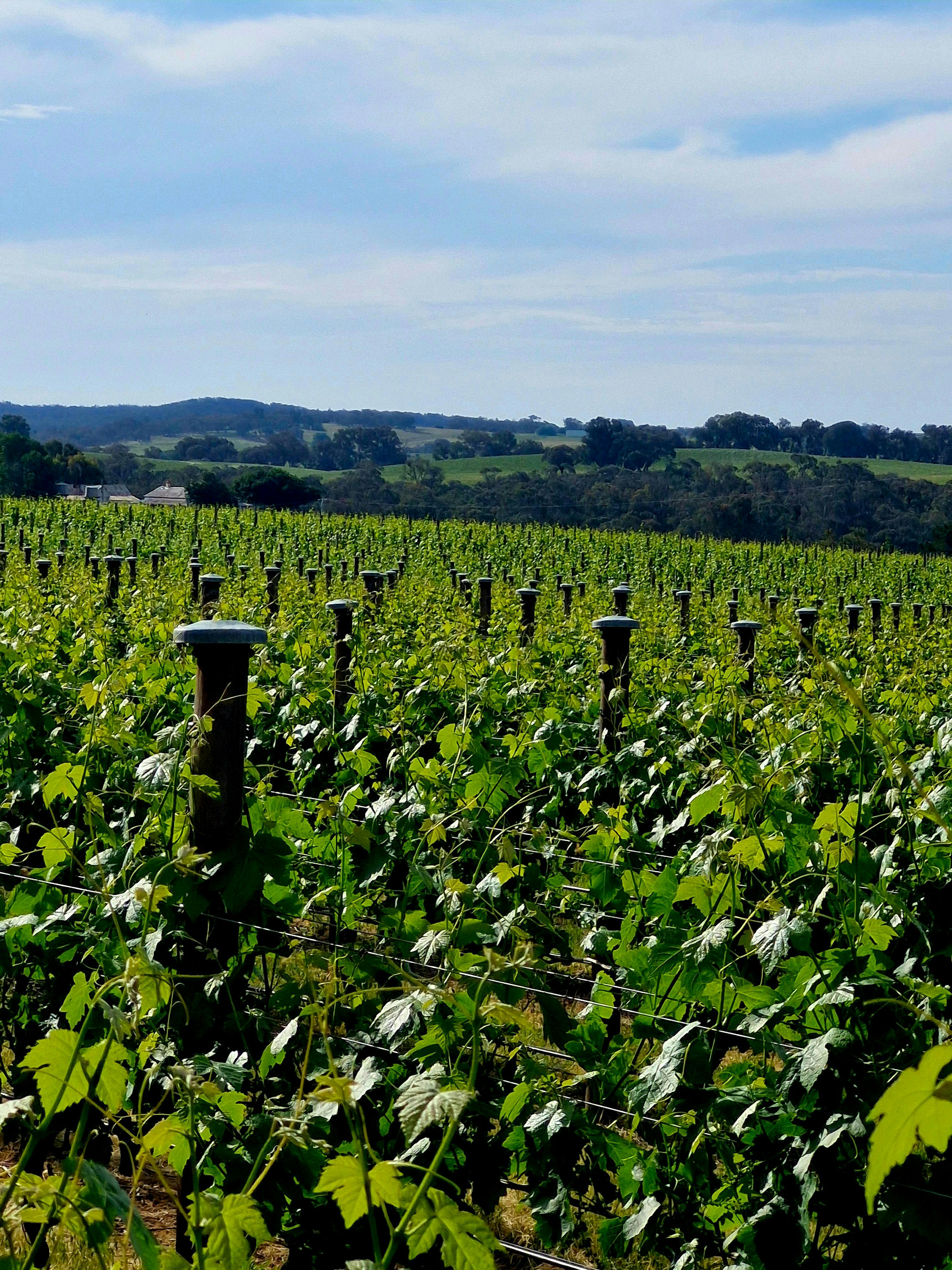 picture of vineyard