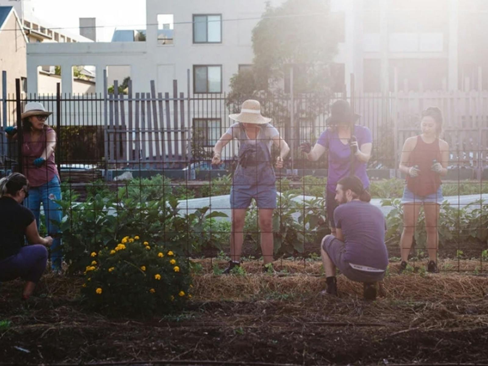 People and garden bed at Pocket City Farms