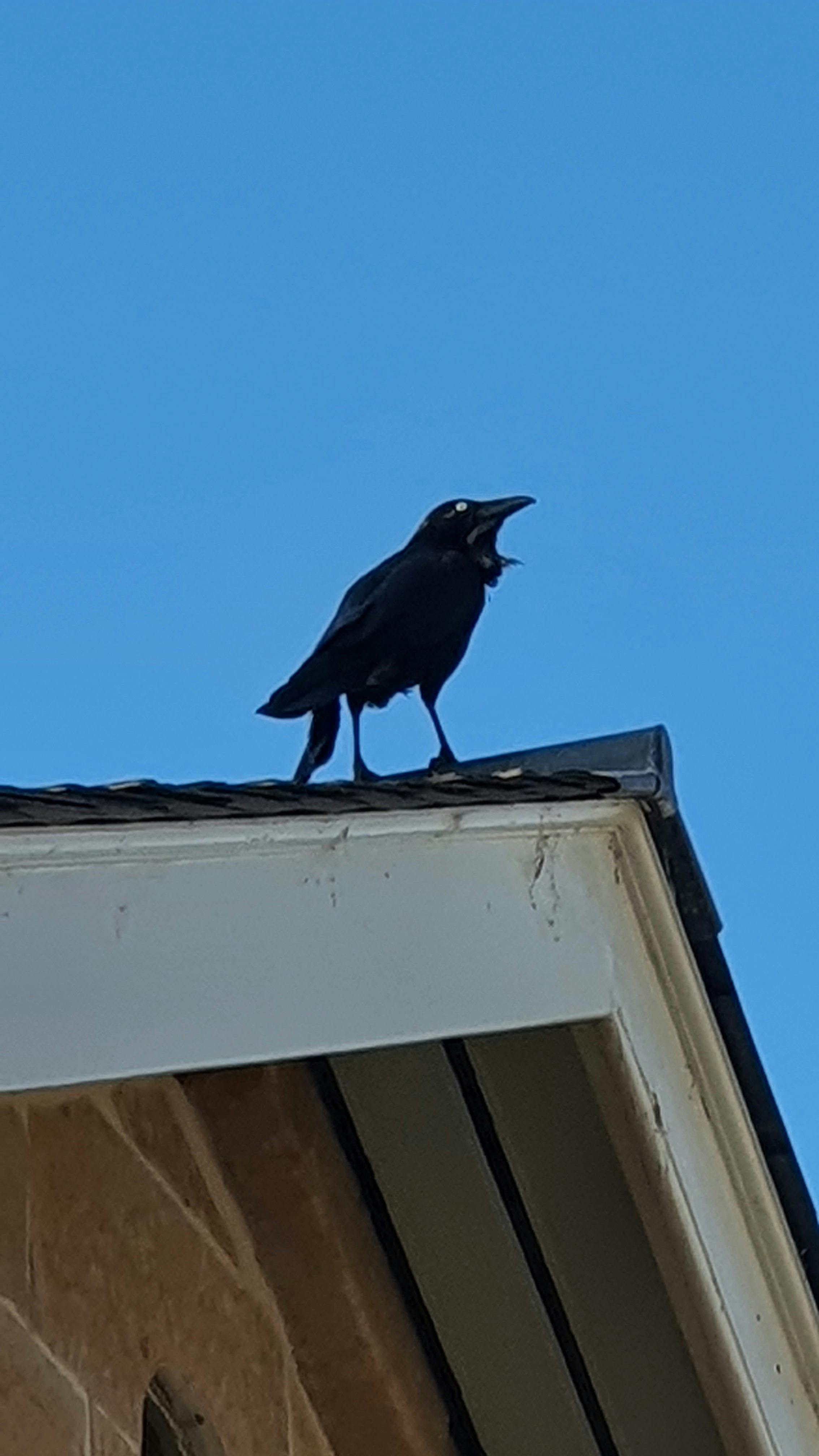 a raven on a roof