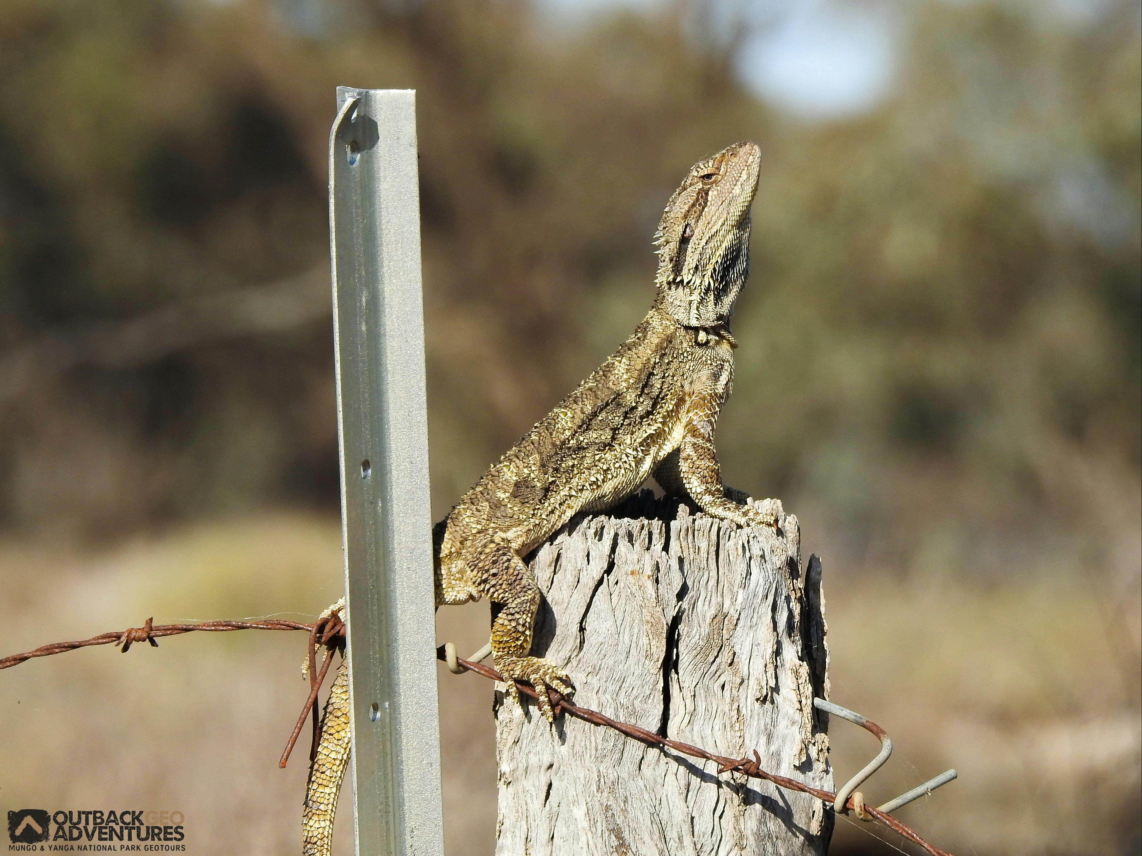 Mungo National Park Day Tour from Balranald, NSW
