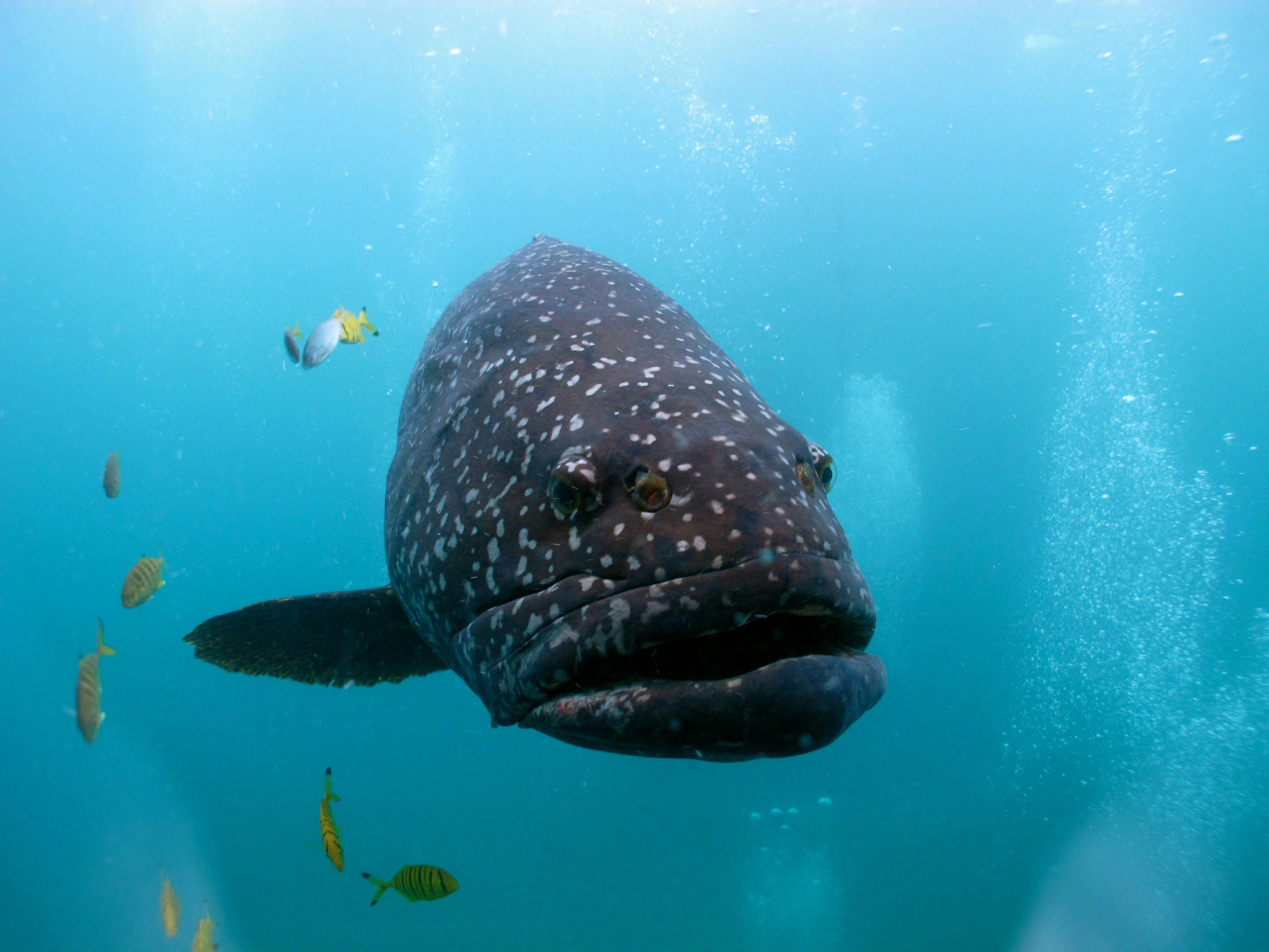 Exmouth Dive and Whalesharks Ningaloo, Exmouth, Western Australia