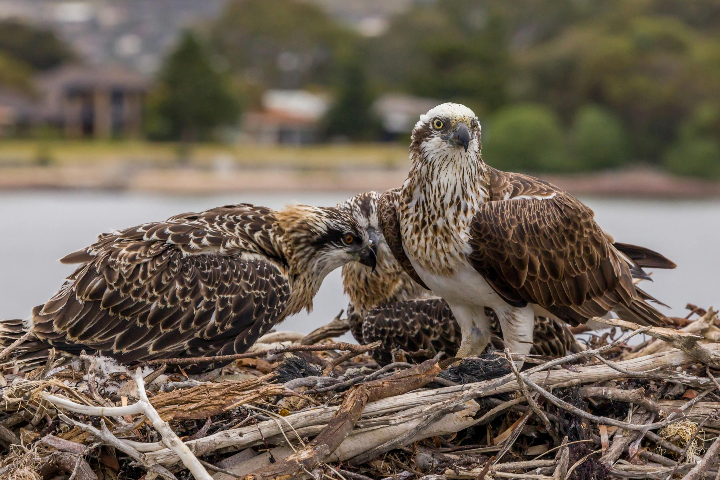 Osprey