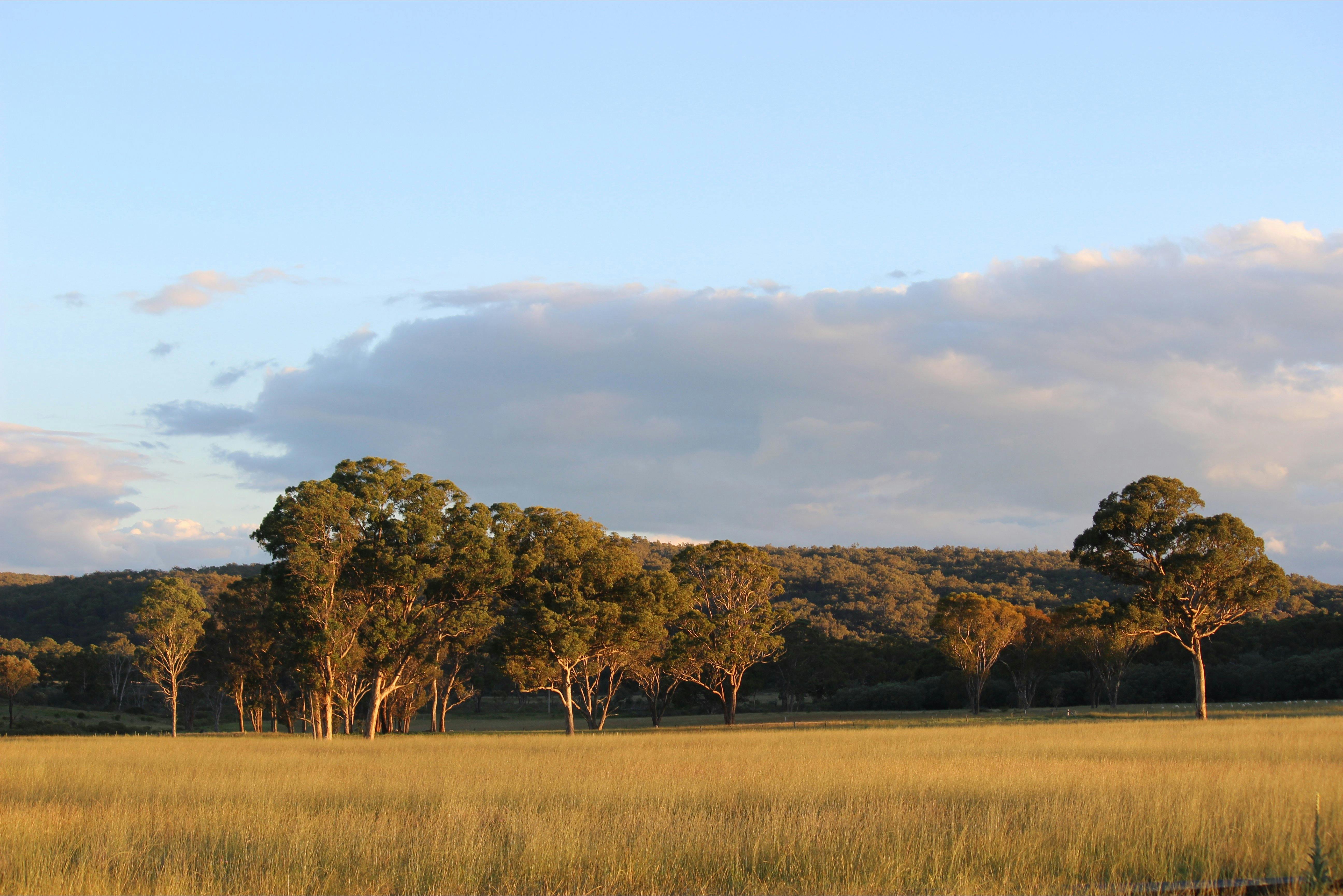 나무와 언덕이 있는 풍경