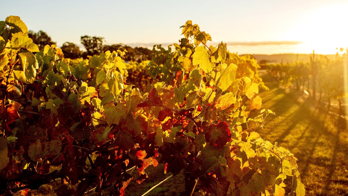 Autumn Vines