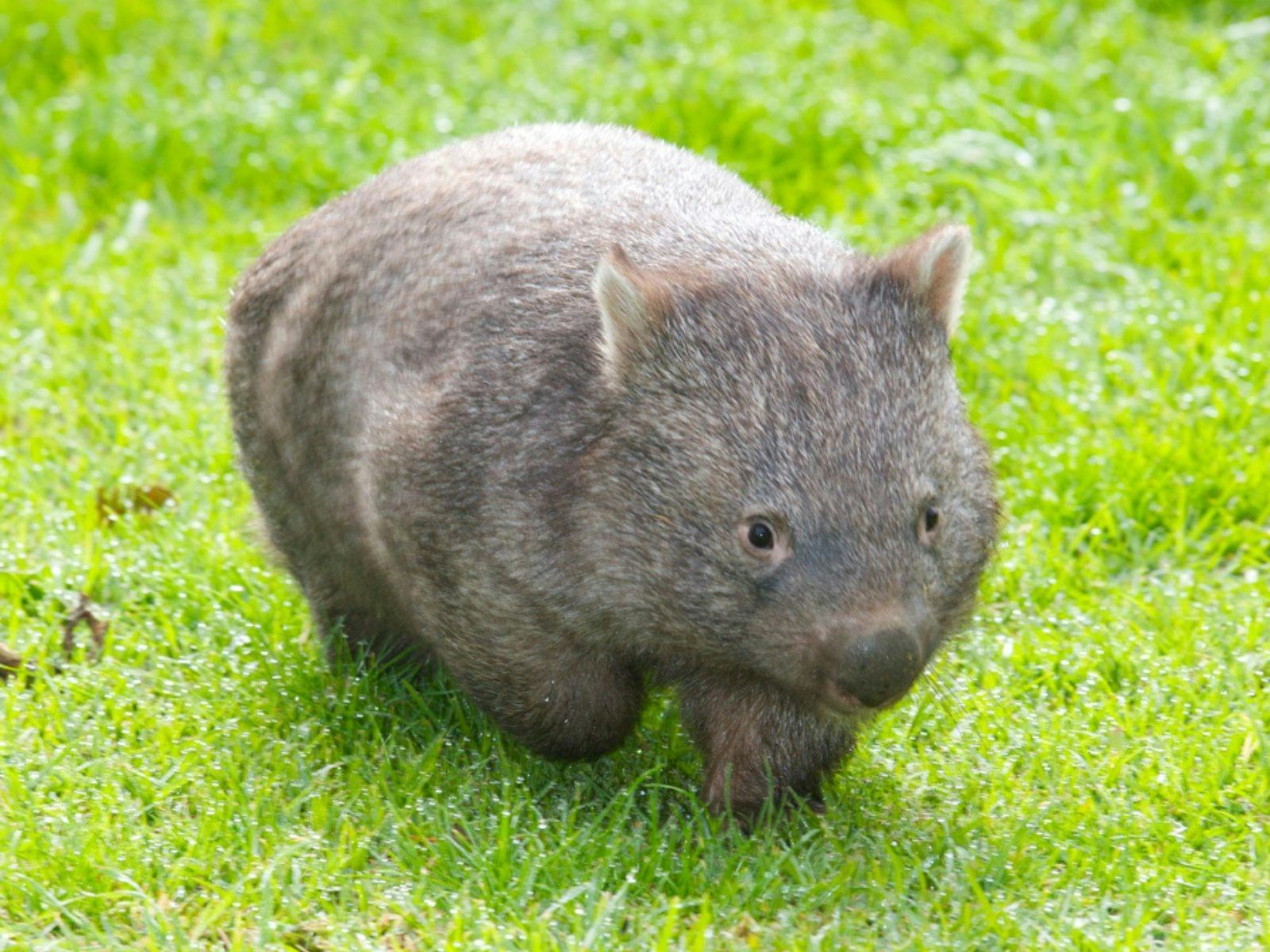 Maru Koala and Animal Park Wombat