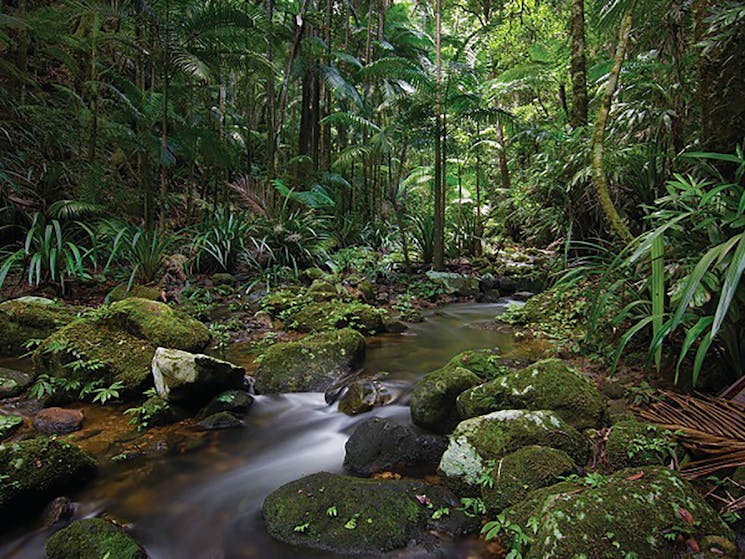 Protestors Falls walking track