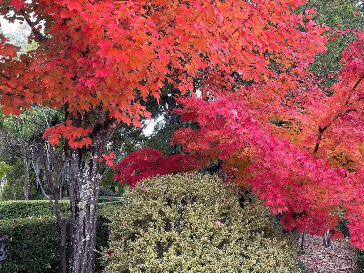 Autumn