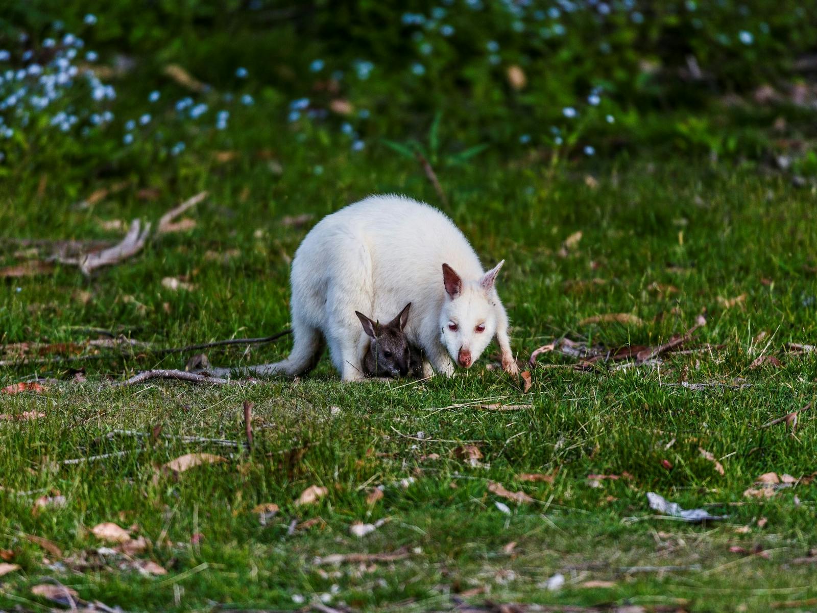 White wallaby at Adventure Bay