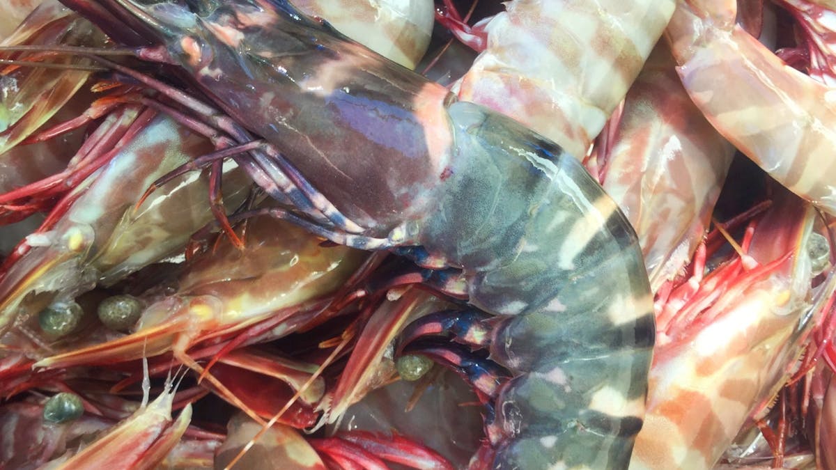 Whitsunday WILD Fresh Prawns Whitsunday WILD Fresh Prawns