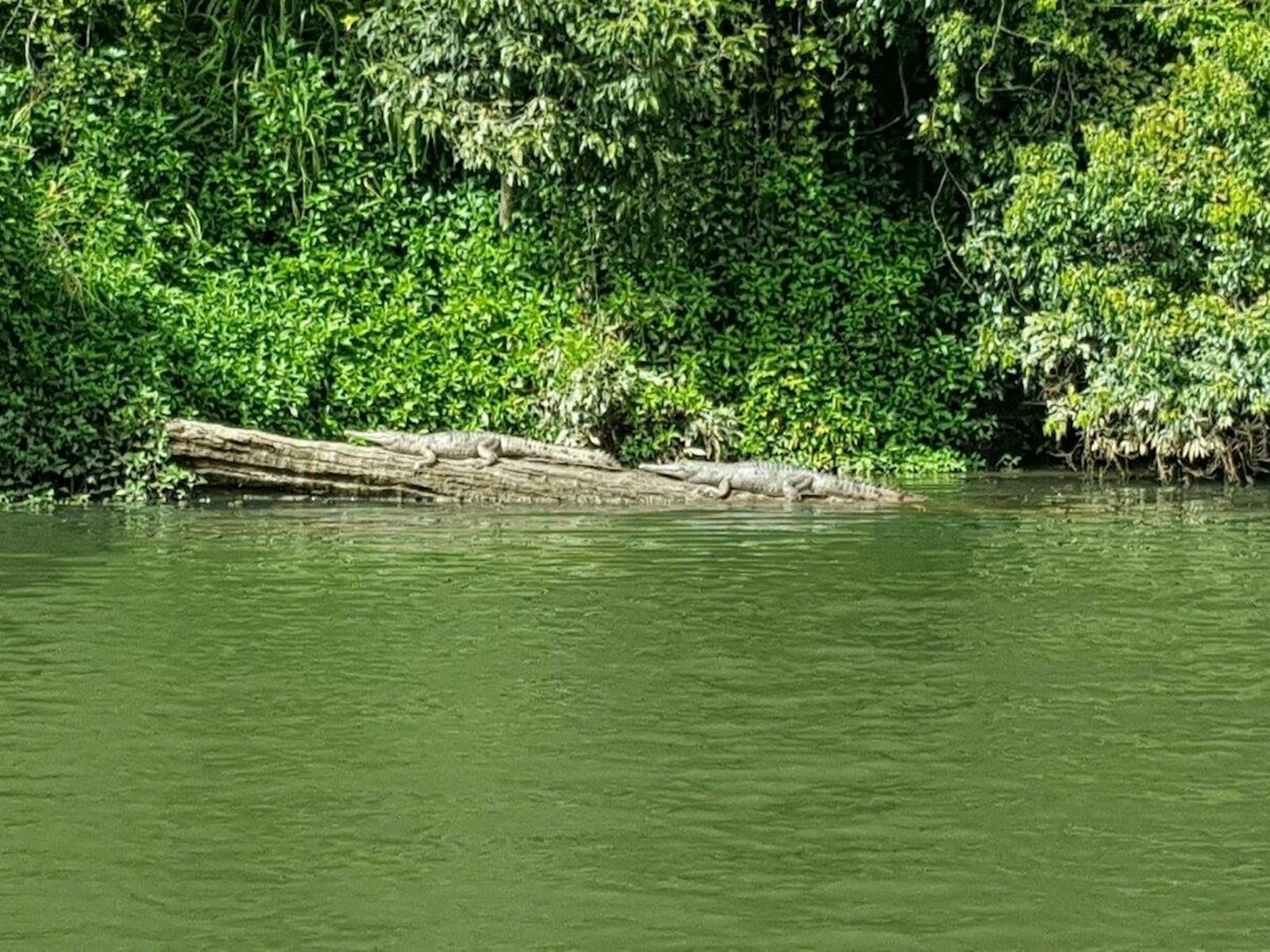 Freshwater crocodiles on the Barron River in Kuranda