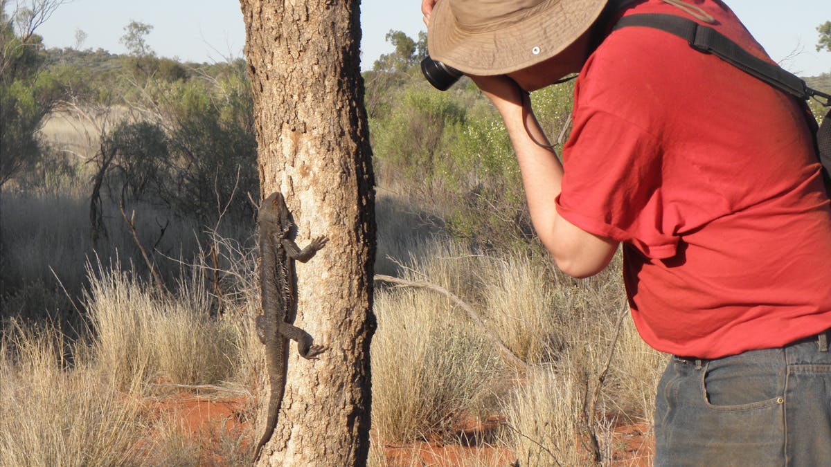 Central Australian Bearded Dragon