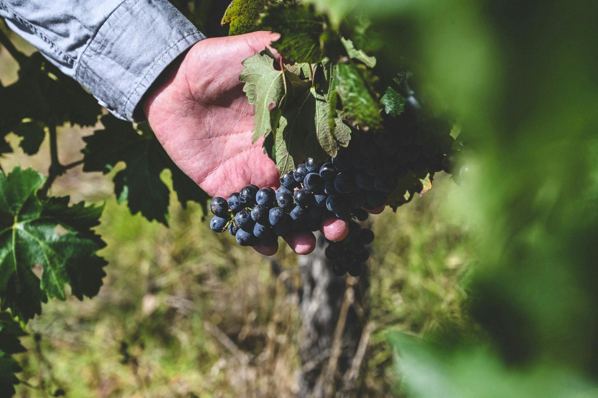 Discover Voyager vineyard visit