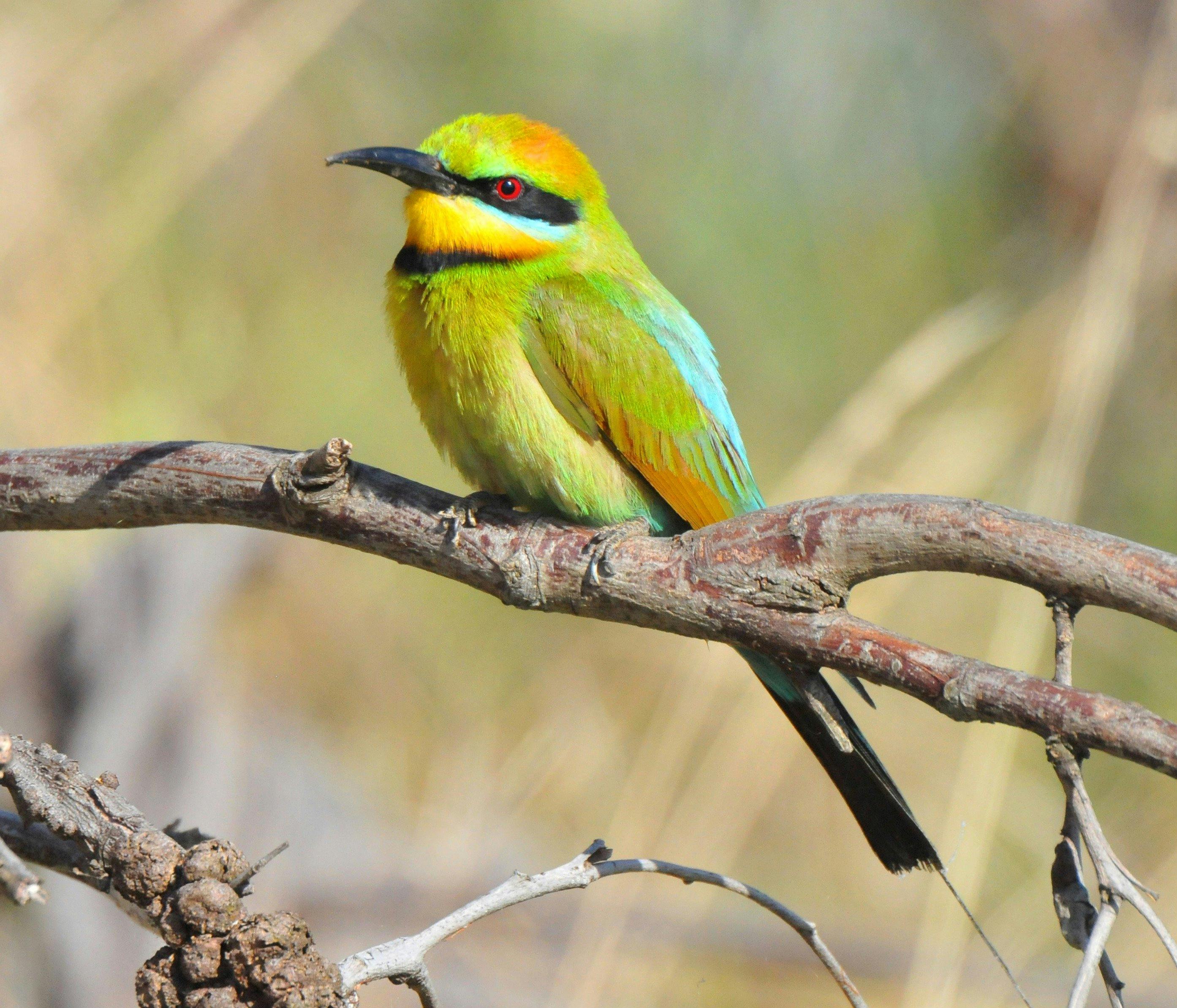 Rainbow Bee-Eater - Inala Nature Tours