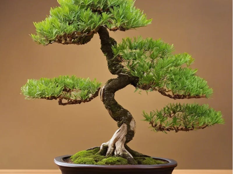 Image for Bonsai Workshop