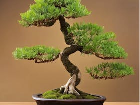 Bonsai Workshops