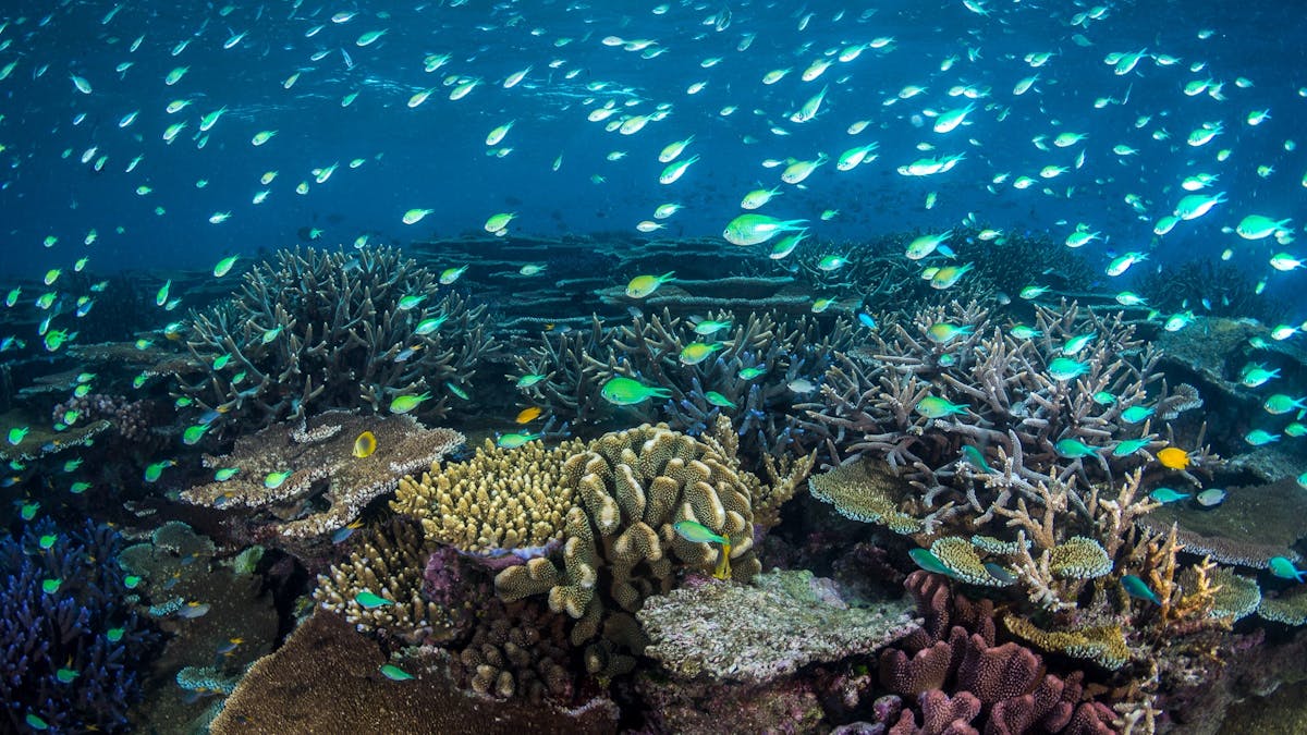 John Brewer Reef / MOUA / Museum of Underwater Art