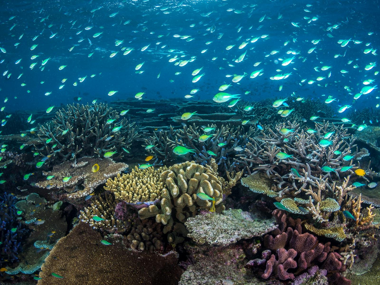 John Brewer Reef / MOUA / Museum of Underwater Art