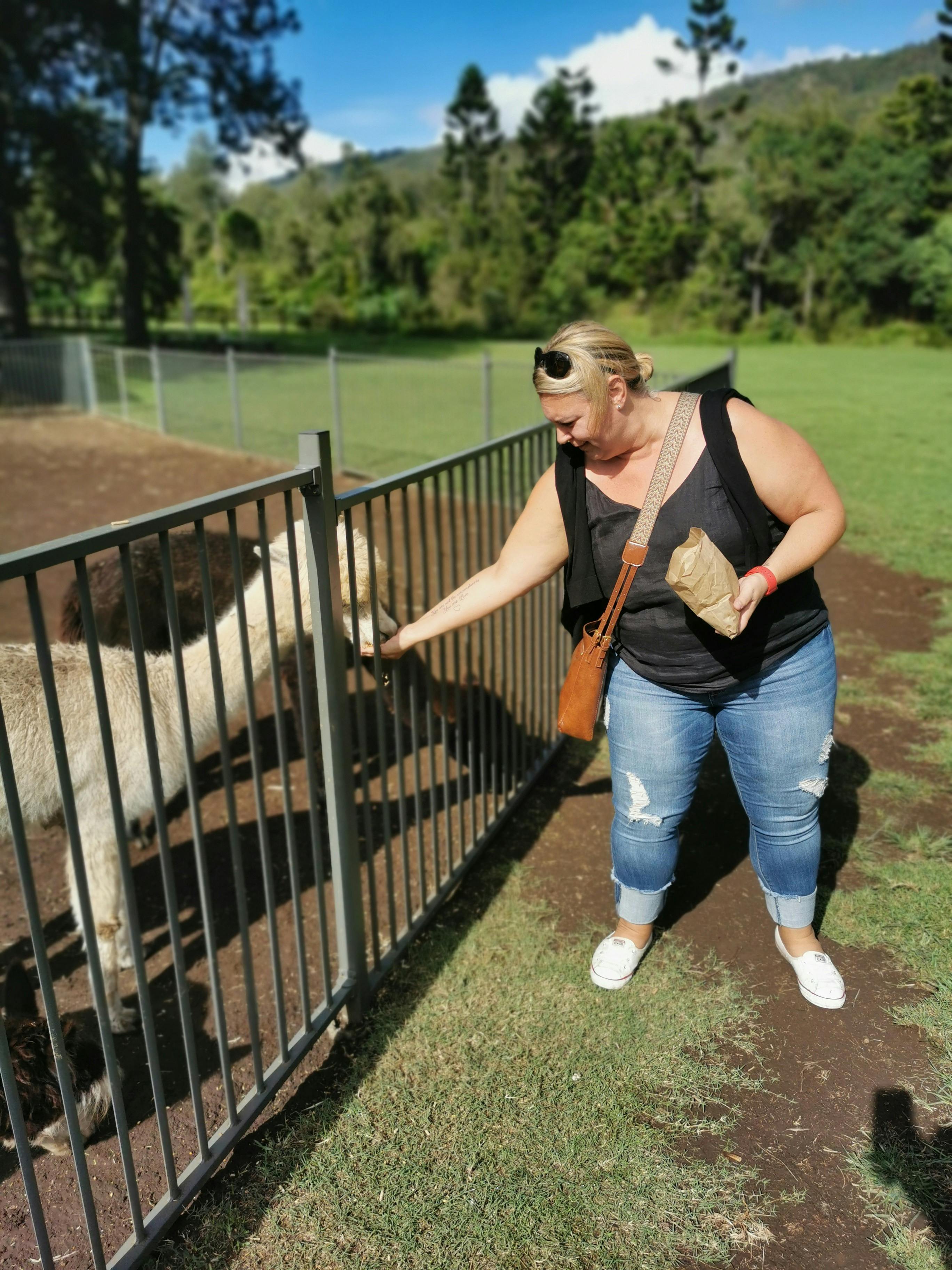 Hot Air Balloon Brisbane Feed the alpacas