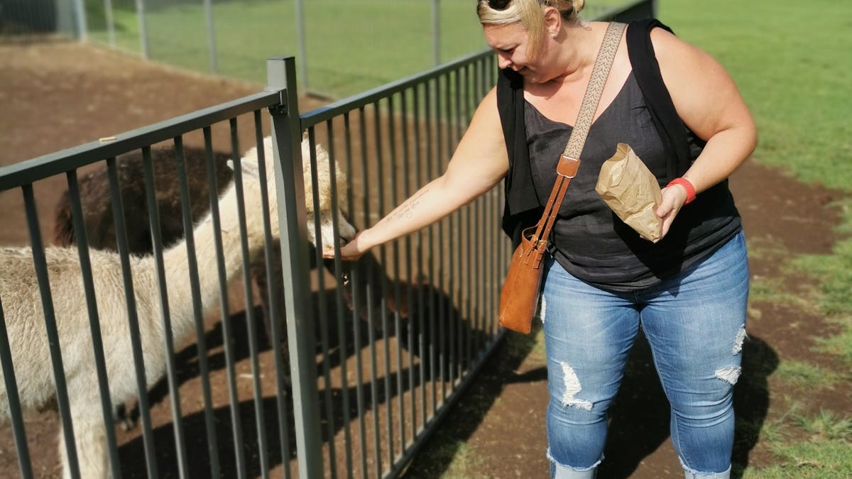 Hot Air Balloon Brisbane Feed the alpacas