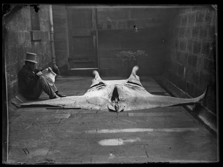 Gerard Kreft with the newly discovered manta ray, Manta alfredi, in the Museum’s courtyard in 1869