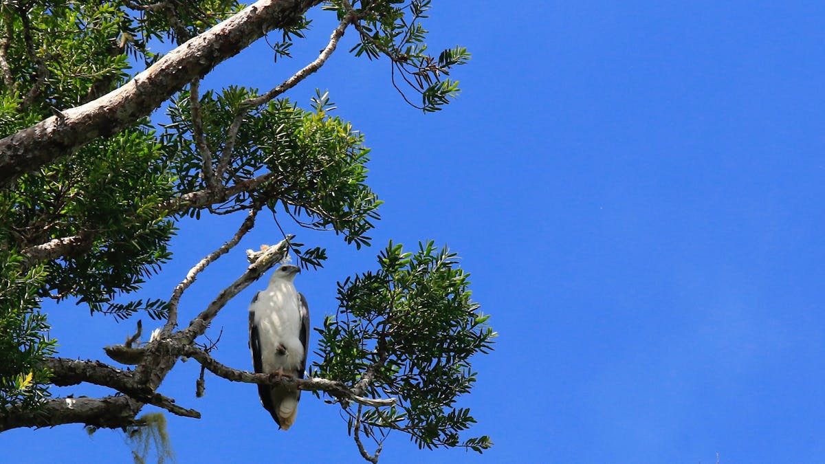 White Bellied Sea Eagle