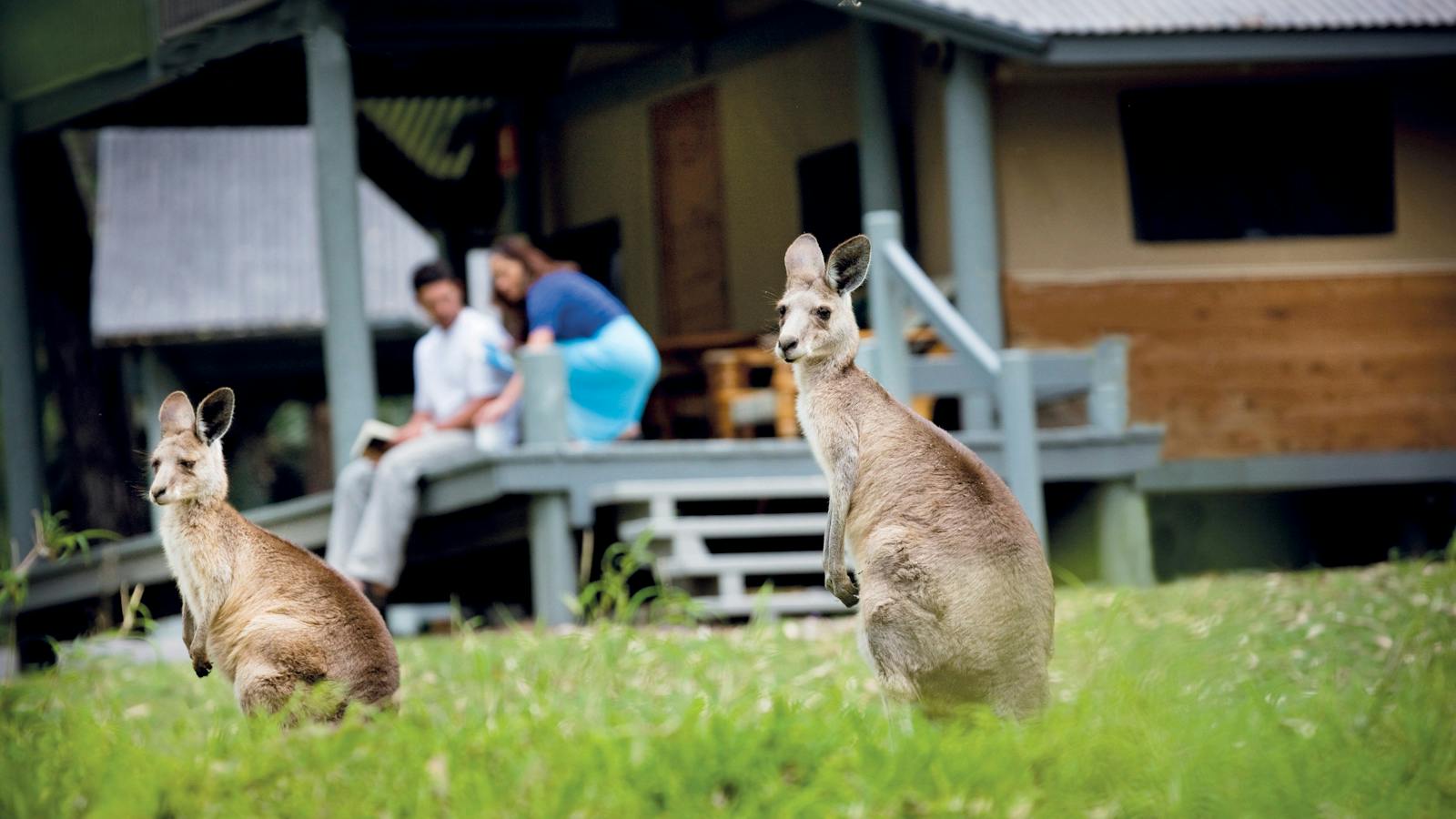 Kangaroos at Carnarvon Gorge