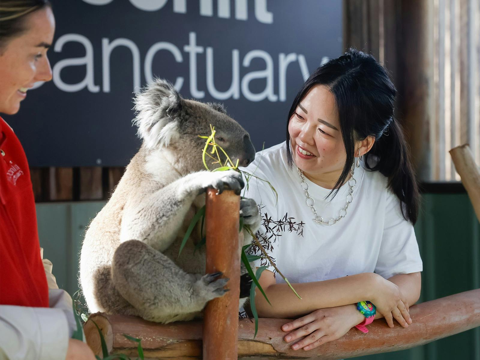 A visitor to Moonlit Sanctuary smiles at a koala sitting on a branch beside her eating gum leaves
