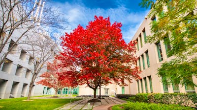 Vibrant red maple tree in a Parliament House courtyard