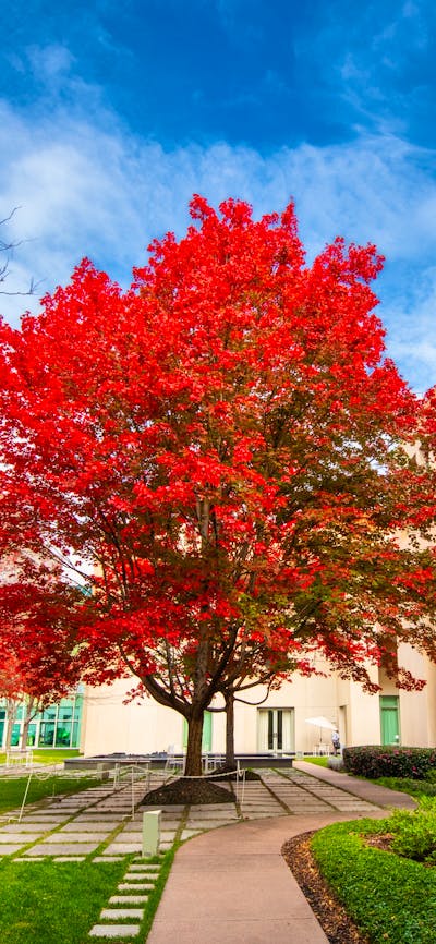 Vibrant red maple tree in a Parliament House courtyard