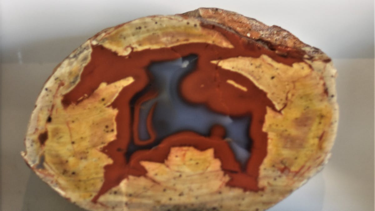 Enjoy an amazing collection of petrified woods in our Lapidary.