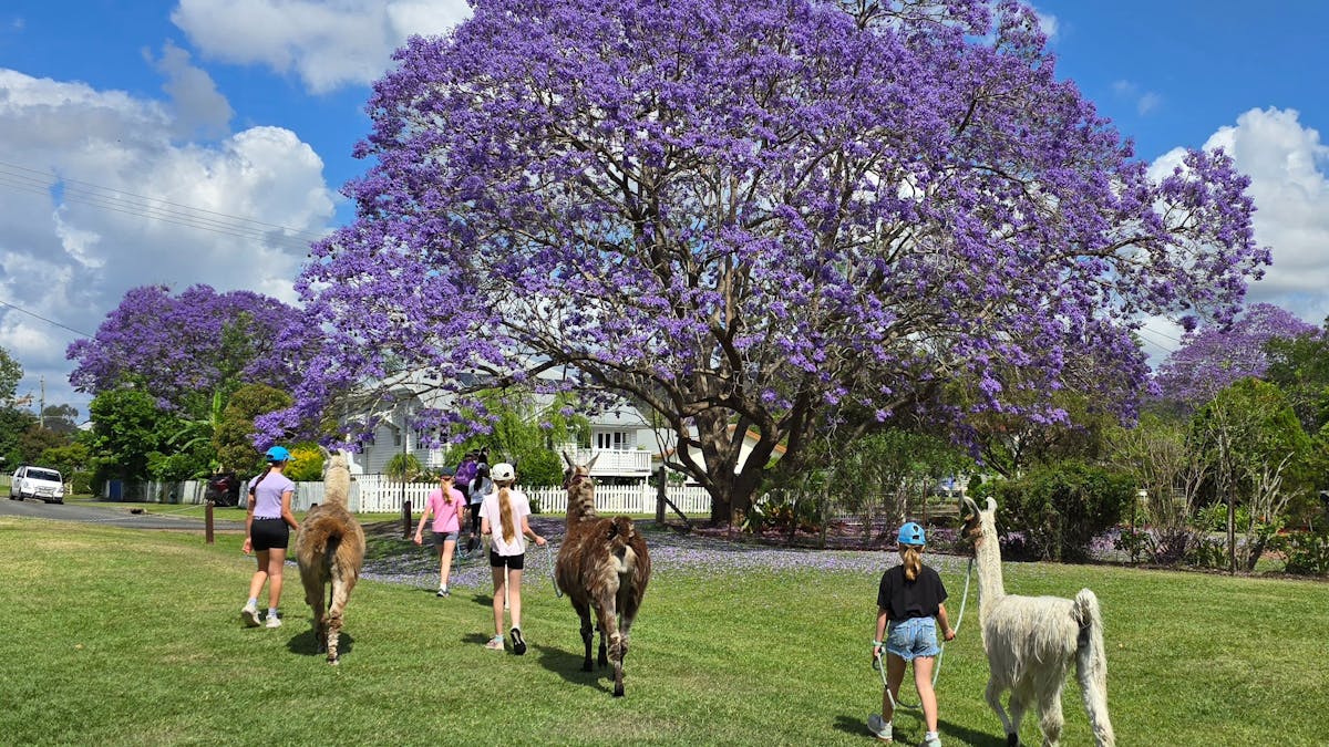 Jacaranda time at Esk