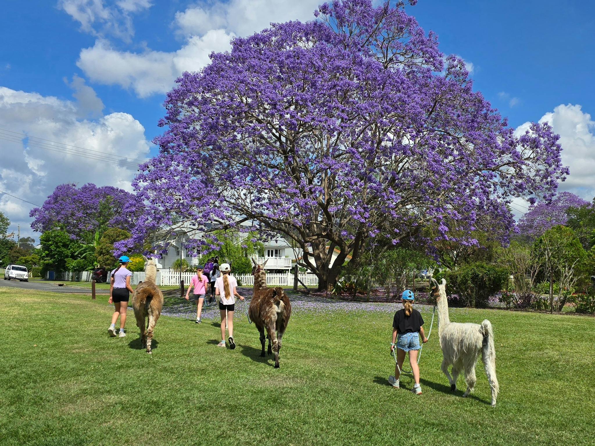 Jacaranda time at Esk Jacaranda time at Esk
