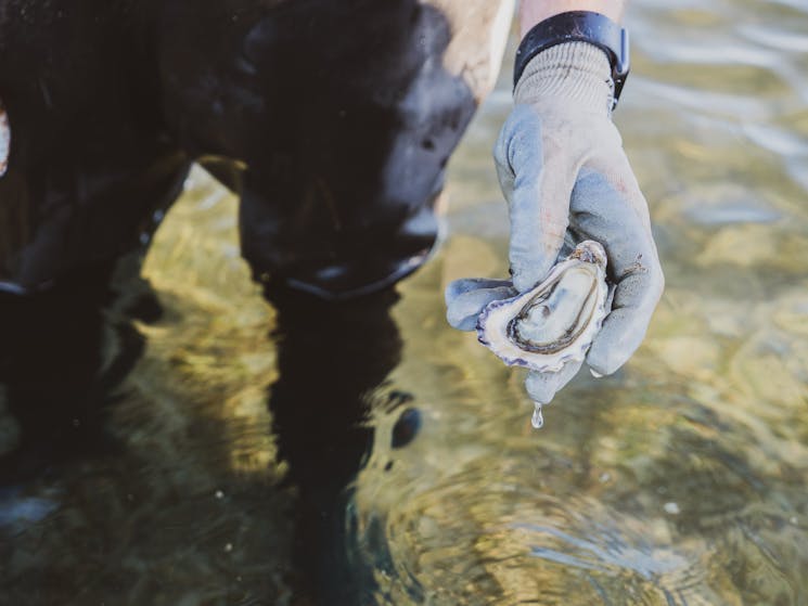 An oyster plucked straight from the farm in the sparkling Merimbula Lake.