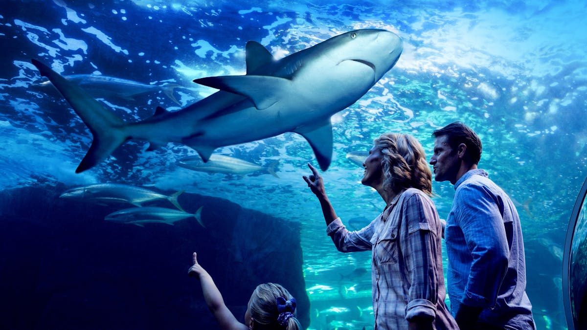 Looking up at shark