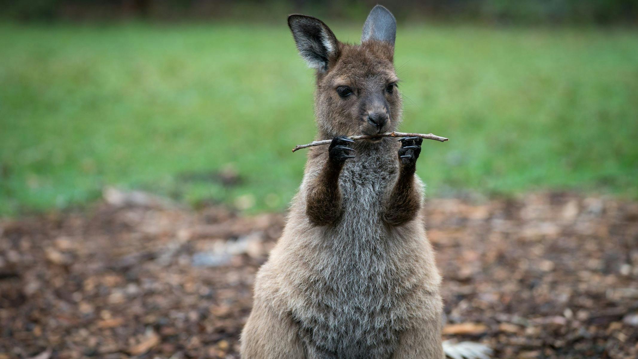 VIP Sanctuary Tour at Healesville Sanctuary
