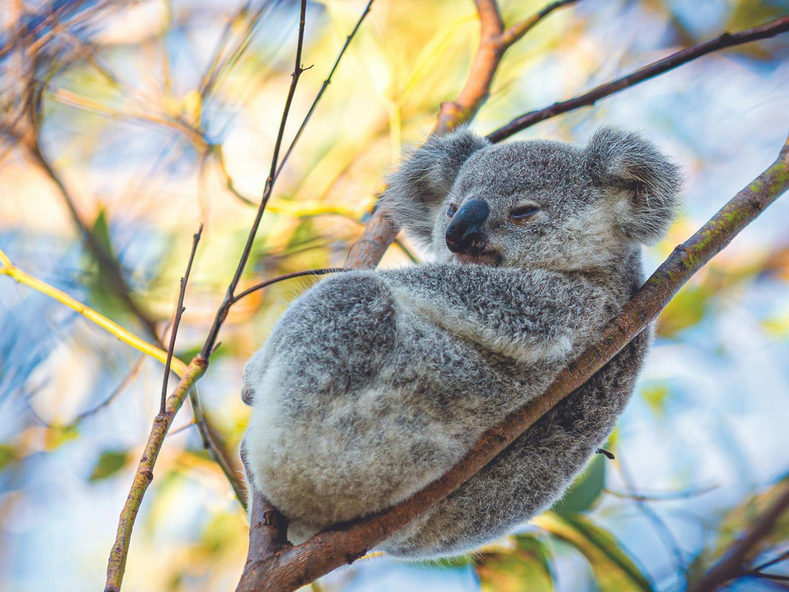 It's a koala's life on Magnetic Island, home to the largest wild colony in Northern Australia.