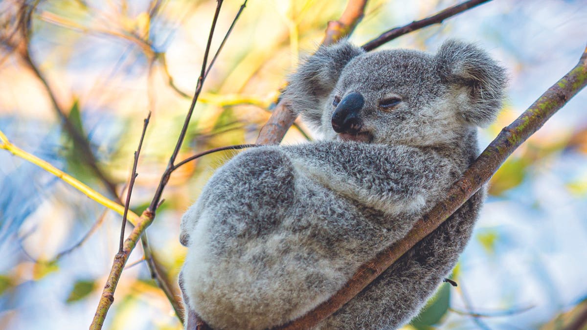 It's a koala's life on Magnetic Island, home to the largest wild colony in Northern Australia.