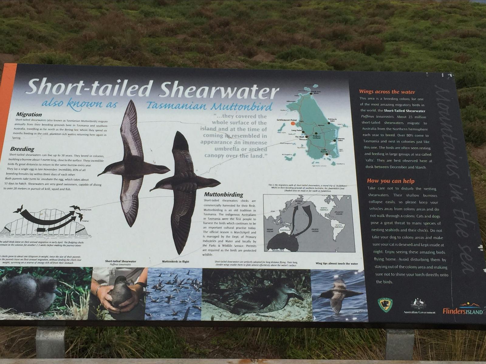 Shearwaters or Tasmanian Mutton bird Flinders Island Tasmania