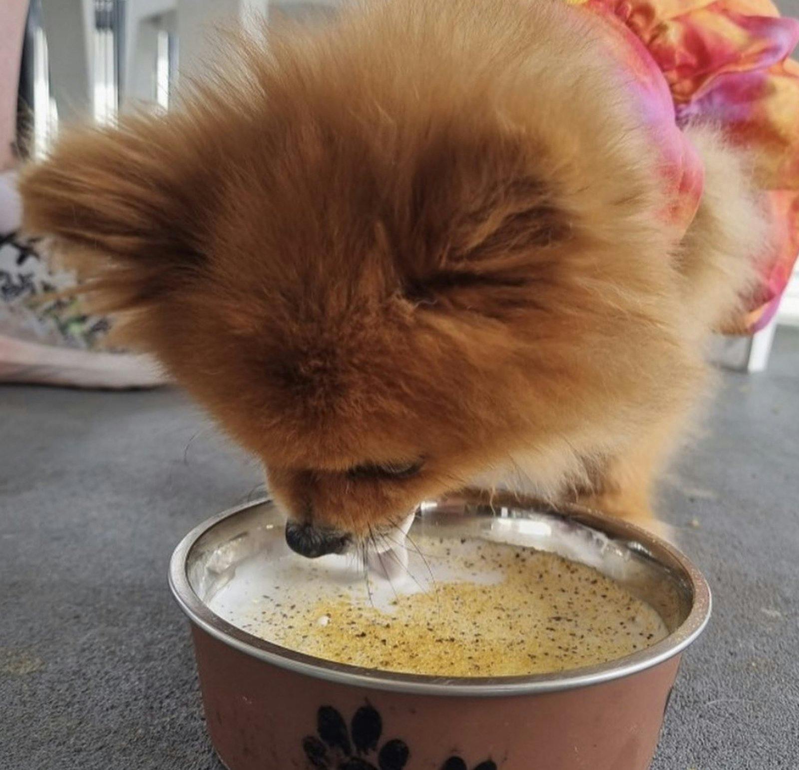 Barkley and Pips Dog Cafe and Boutique