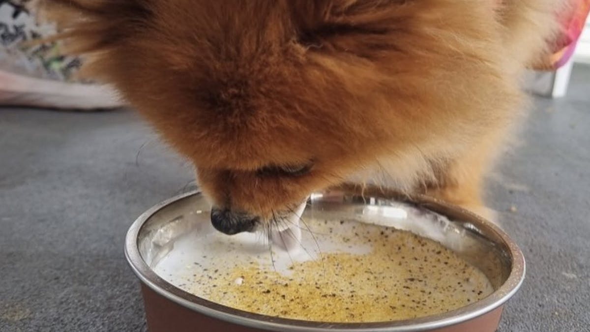 Dog drinking a puppycino