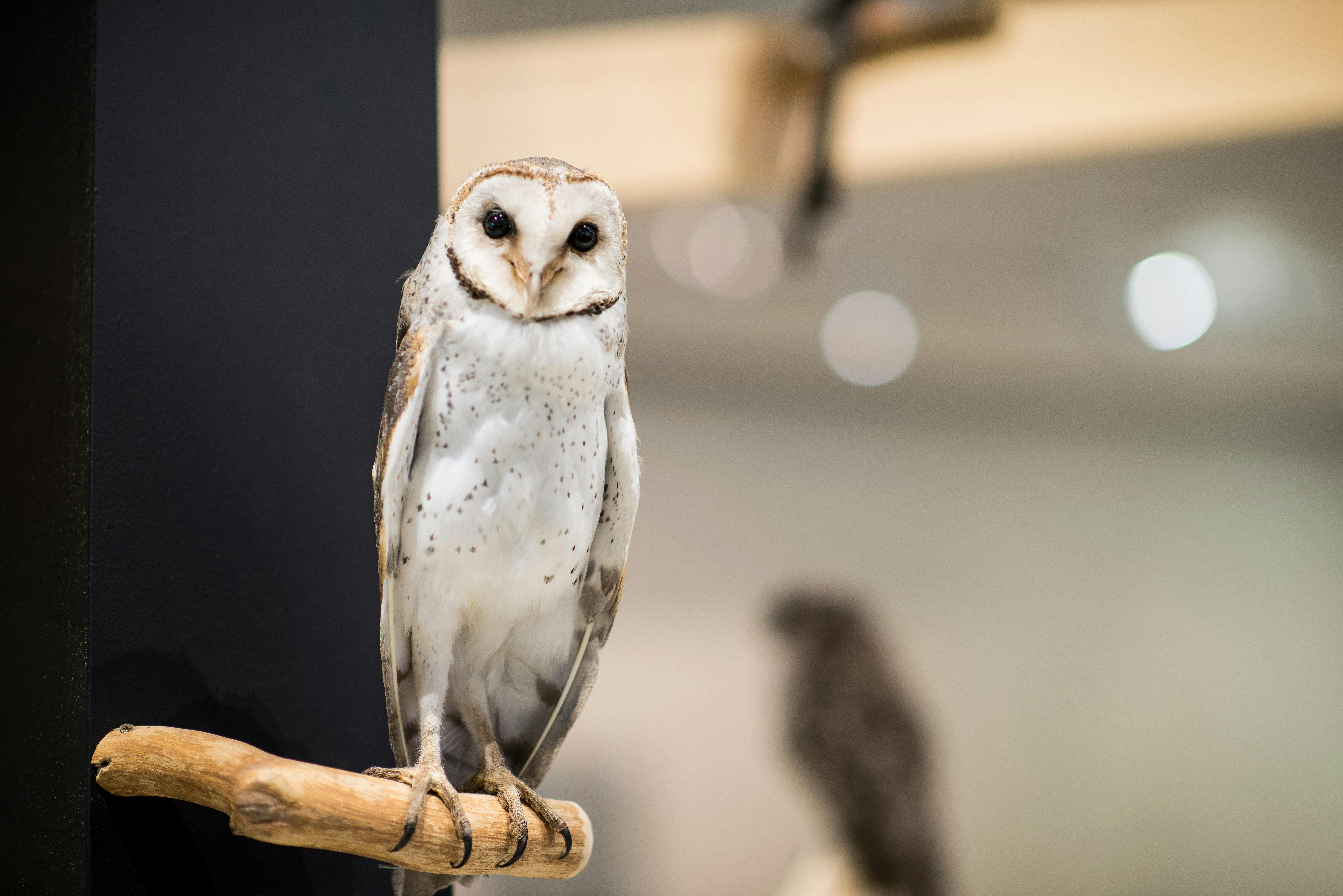 Owl on display within Tasmanian Connections gallery