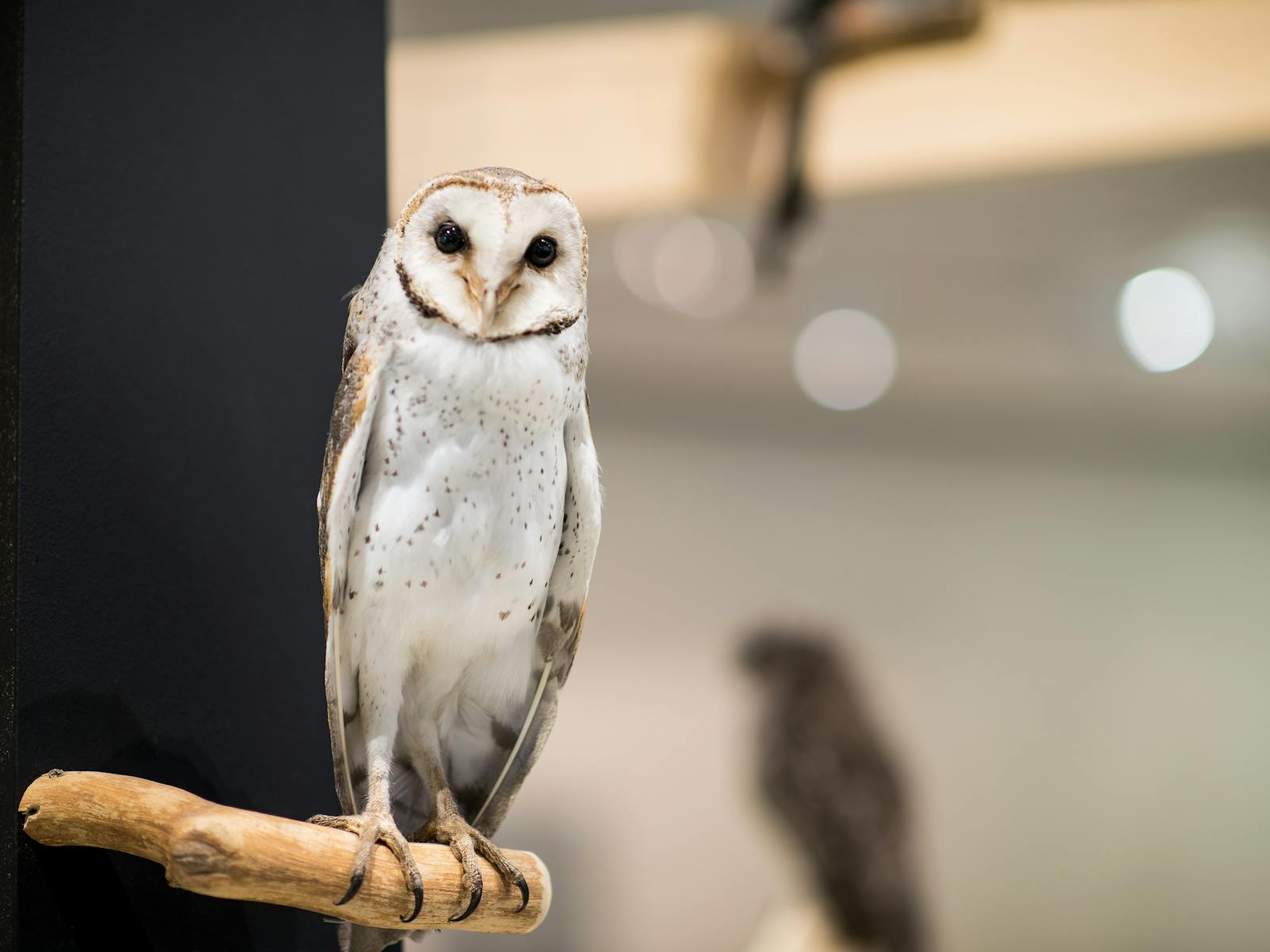 Owl on display within Tasmanian Connections gallery