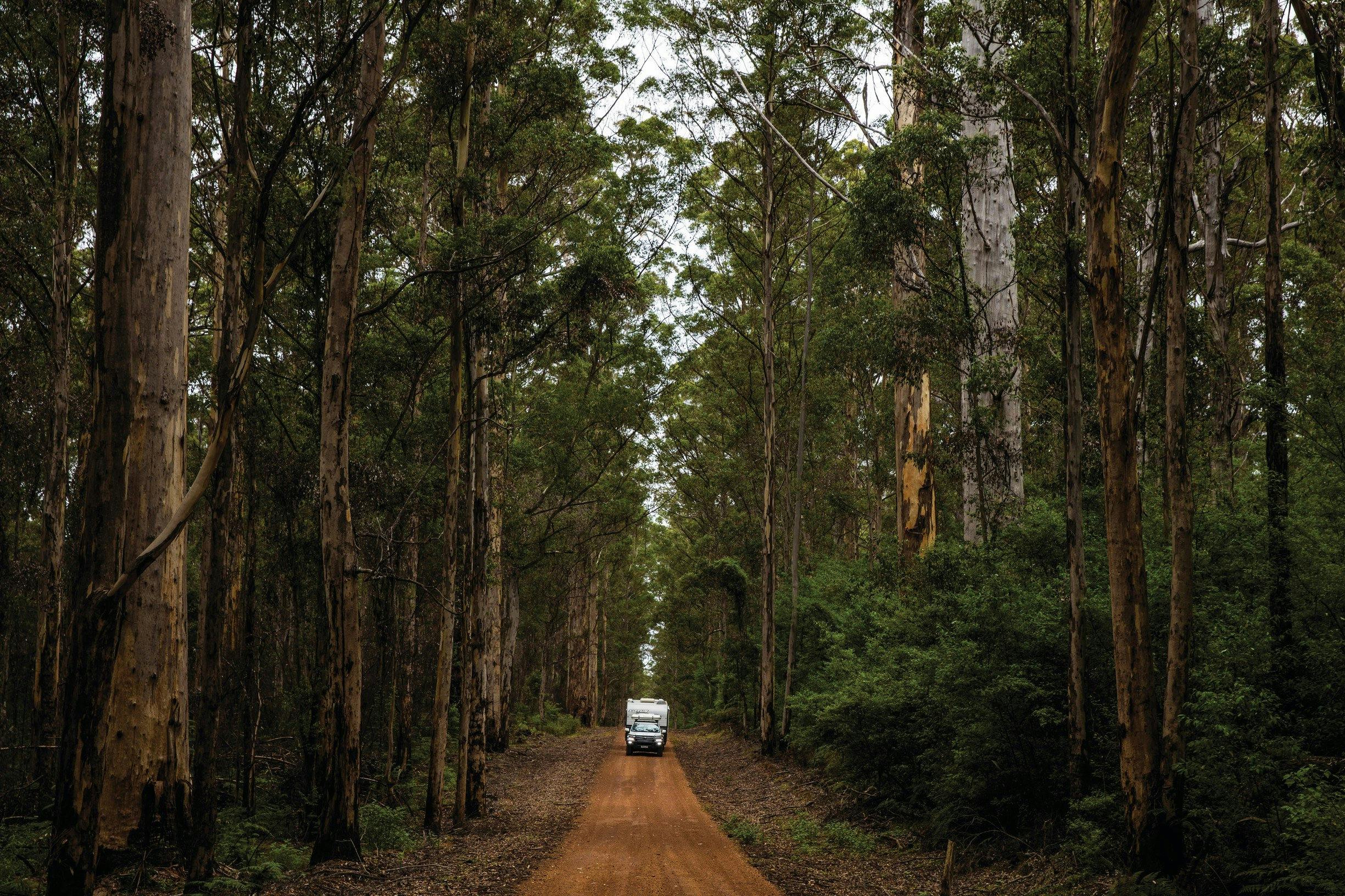 Jarrahland Wildflower Trail, Margaret River, Western Australia