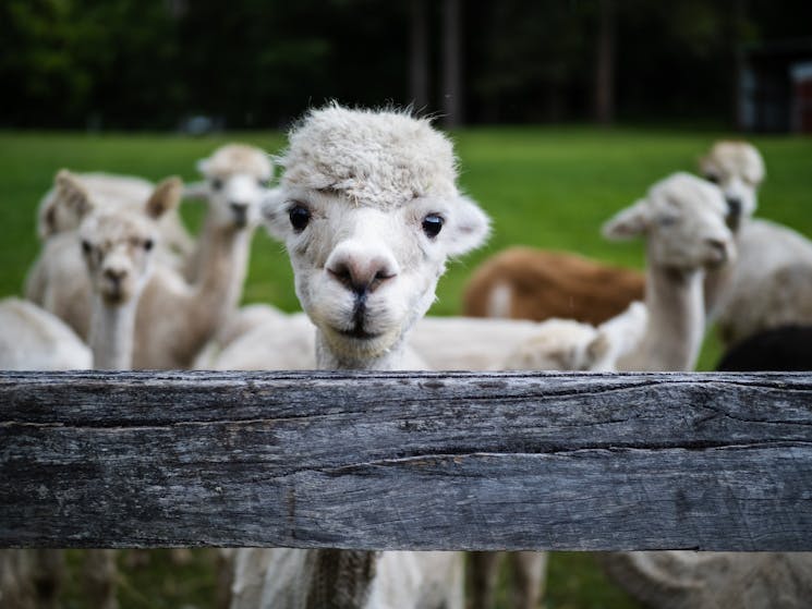 littlevalleyfarm lagunansw