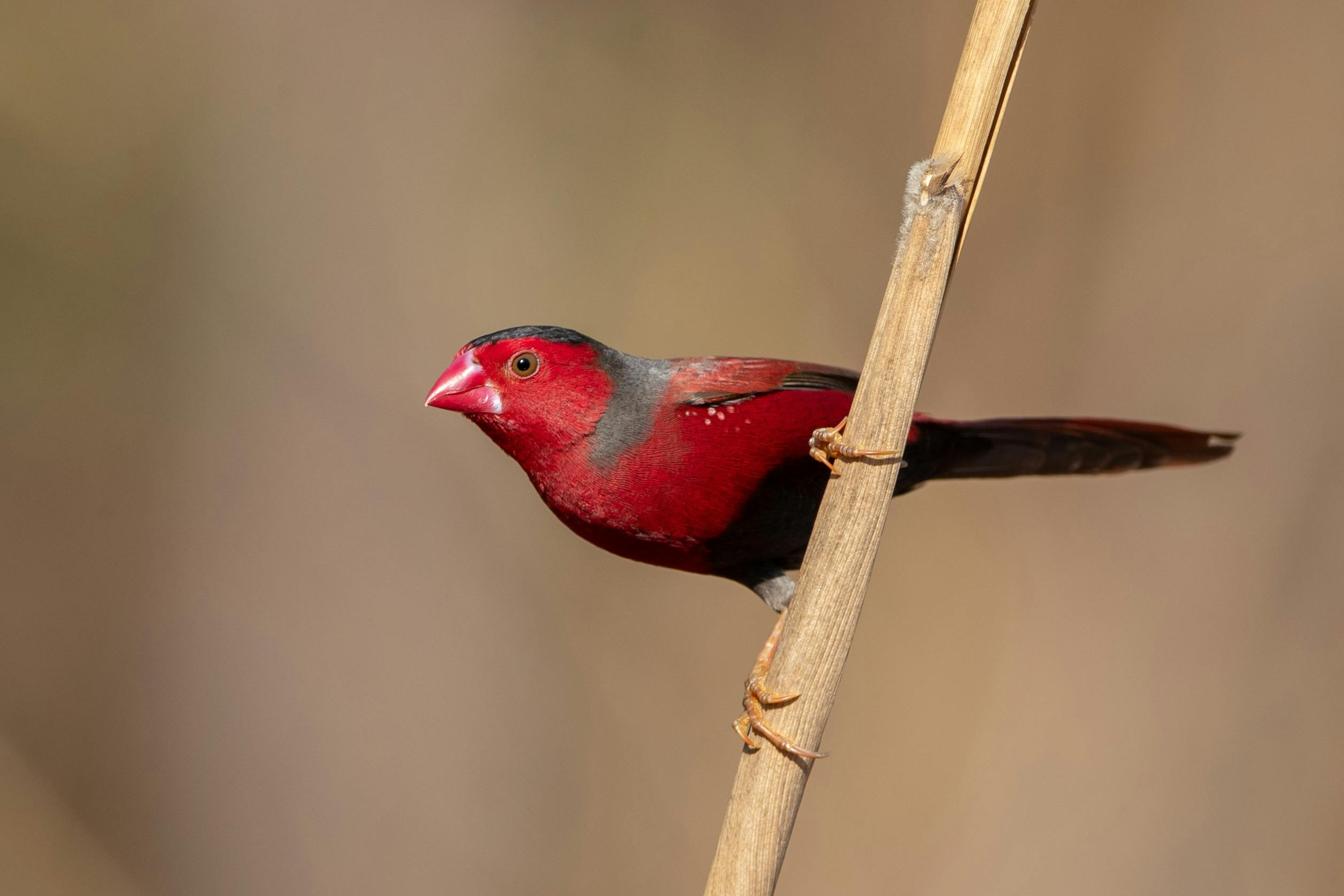 NT Bird Specialists, Birdwatching & Bird Photography Tours